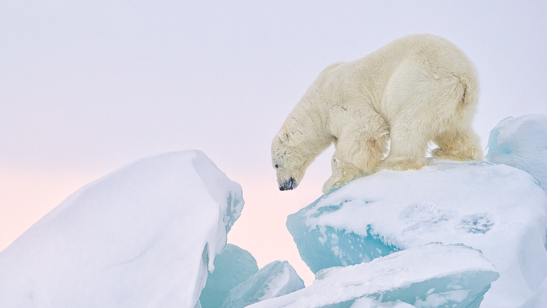 Ein Eisb&auml;r klettert auf einem Eisfelsen.