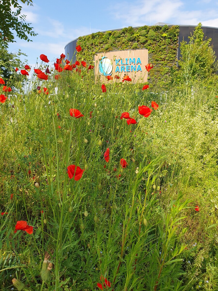 Eine Aussenansicht der Klima Arena mit bl&uuml;hendem Klatschmohn